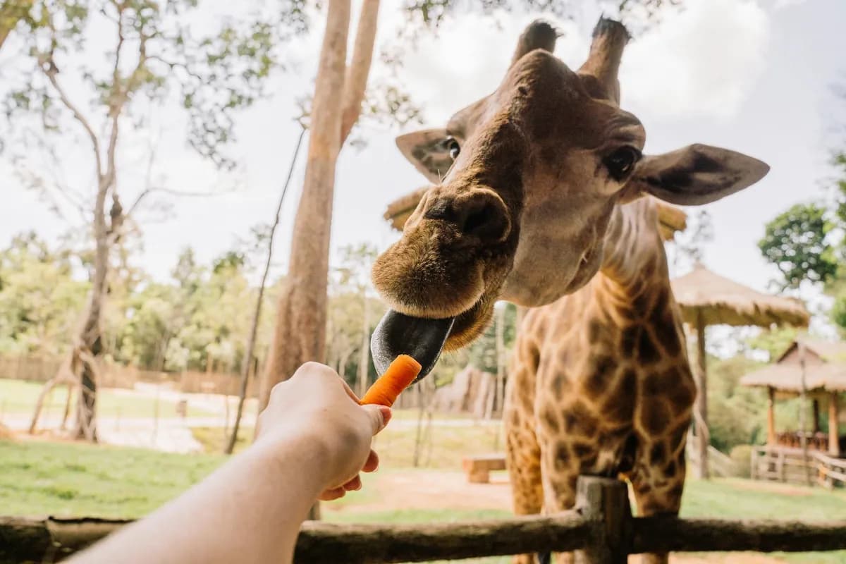 A close-up of a giraffe being fed a carrot by a visitor at the zoo. The giraffe's long neck and spots are visible.